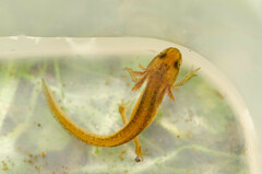 Lissotriton