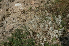 Cerastium biebersteinii