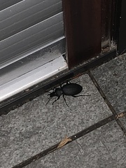 Carabus coriaceus