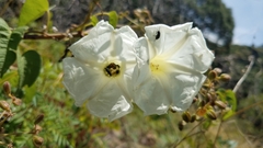 Ipomoea suaveolens