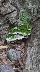 Rigidoporus populinus