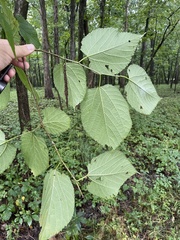 Morus rubra