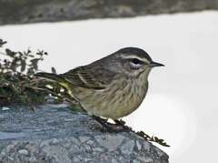 Setophaga palmarum palmarum