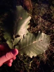 Quercus montana