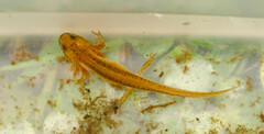 Lissotriton