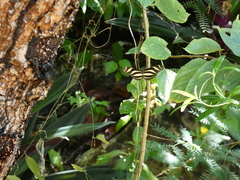 Heliconius charithonia