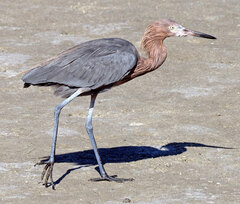 Egretta rufescens