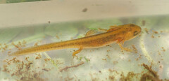 Lissotriton