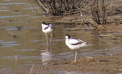 Recurvirostra avosetta