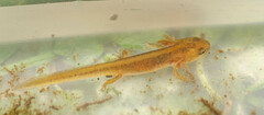 Lissotriton