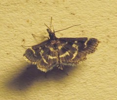 Diasemiodes janassialis