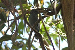 Thamnophilus amazonicus