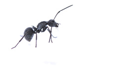 Polyrhachis schistacea