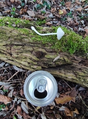 Leucoagaricus sericifer