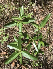 Croton glandulosus