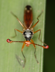Diopsis stuckenbergi