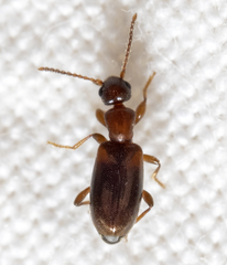 Vacusus vicinus