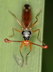 Diopsis stuckenbergi