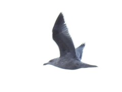 Larus argentatus