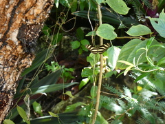 Heliconius charithonia