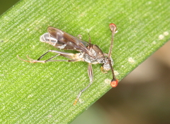 Diasemopsis obstans