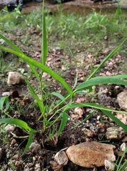 Leersia oryzoides
