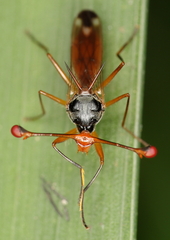Diopsis stuckenbergi