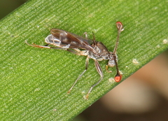 Diasemopsis obstans