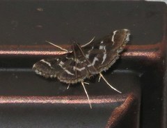 Diasemiodes janassialis