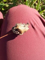 Andricus quercuscalicis