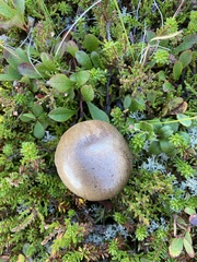 Leccinum versipelle