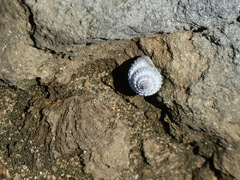 Cenchritis muricatus