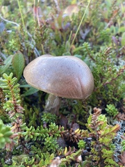 Leccinum versipelle