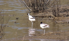 Recurvirostra avosetta