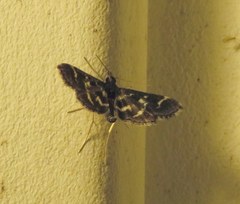Diasemiodes janassialis