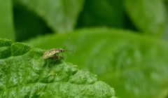 Cyphicerini