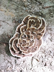 Trametes versicolor