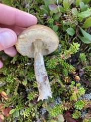 Leccinum versipelle