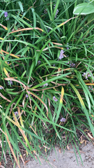 Liriope muscari