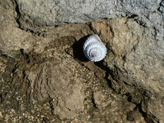 Cenchritis muricatus