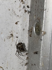 Parasteatoda