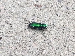 Cicindela sexguttata