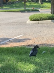 Corvus brachyrhynchos