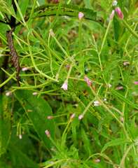 Epilobium coloratum