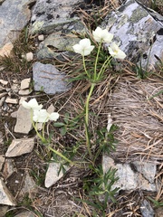 Anemonastrum