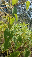 Ipomoea suaveolens