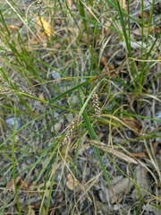 Carex