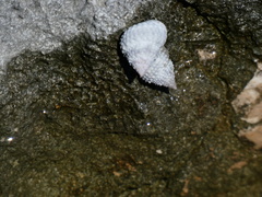 Cenchritis muricatus