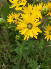 Silphium terebinthinaceum