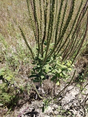 Verbena stricta